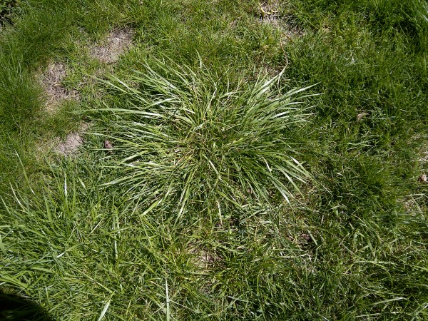 Weed Of The Week Tall Fescue 0560