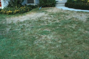 Chinch Bug Damage