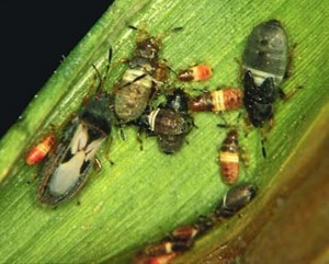 Chinch Bugs