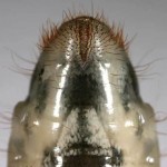 Raster Pattern Chafer